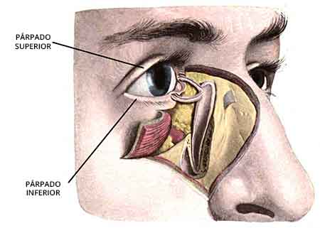 dibujo que muestra la anatomía de la zona ocular para la cirugía de párpados o blefaroplastia.